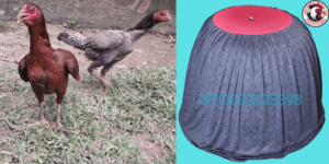 mùng nuôi gà chọi