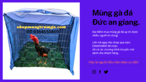 mùng nuôi gà chọi